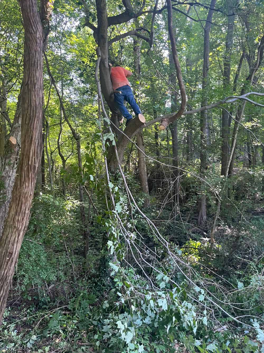 Yard Debris Removal image